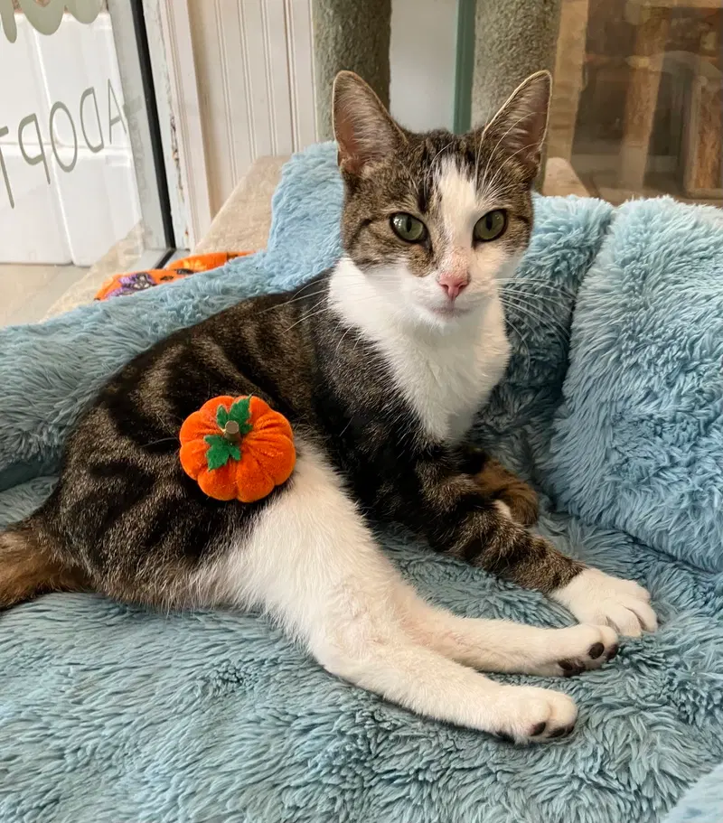 Rainbow, an adult female Tabby cat up for adoption