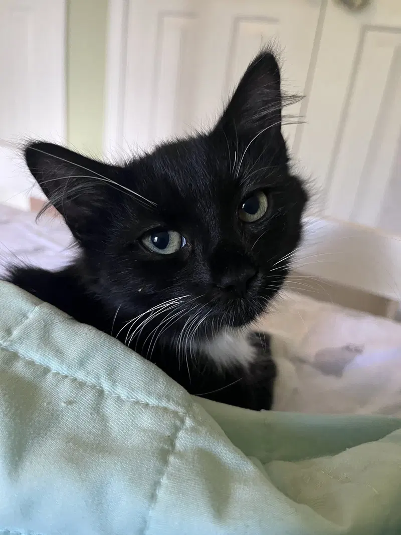 Margaret, a young female cat up for adoption