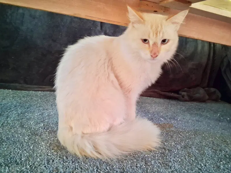 Zen, an adult male Siamese cat up for adoption