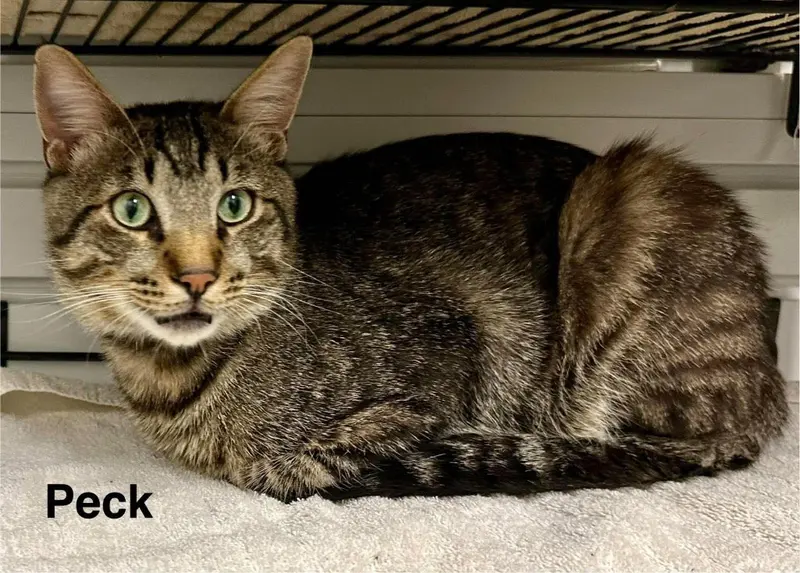 Peck, a young male cat up for adoption