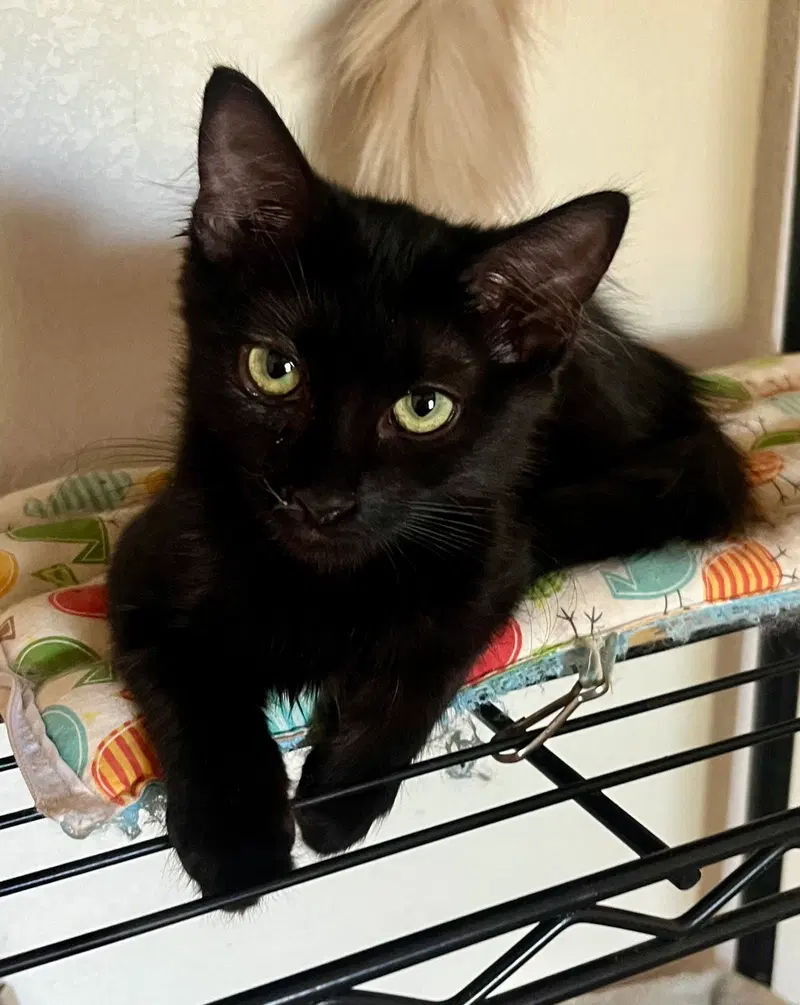 Loki, a male kitten up for adoption