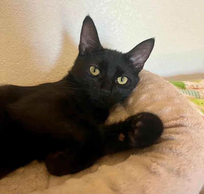Loki, photo 2