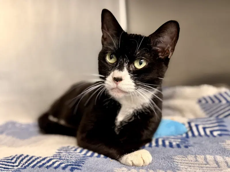 Meggy, an adult female cat up for adoption