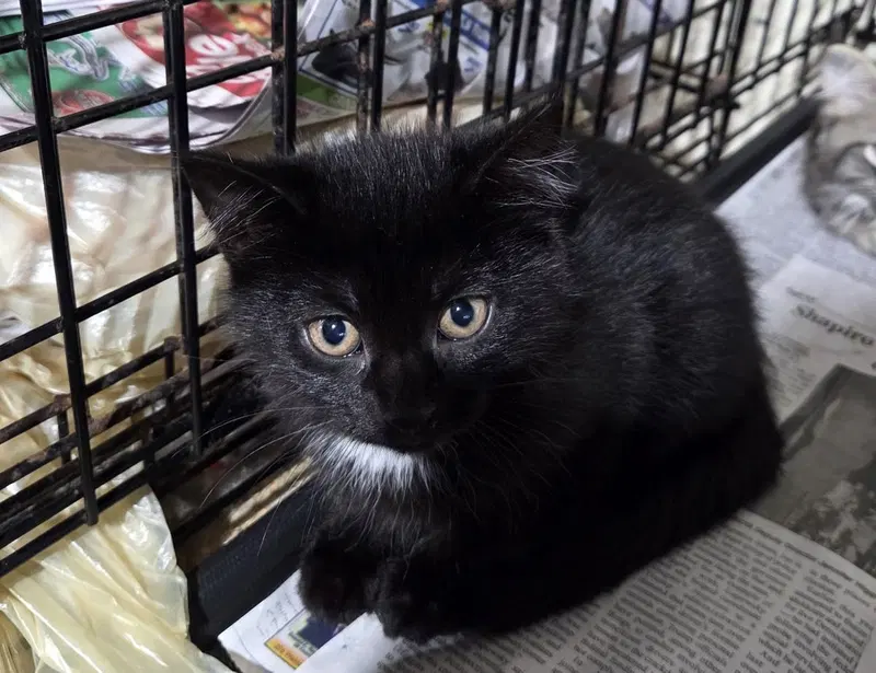 June, a young female cat up for adoption