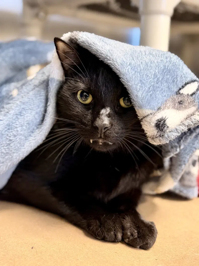 Pepperoni, an adult male cat up for adoption