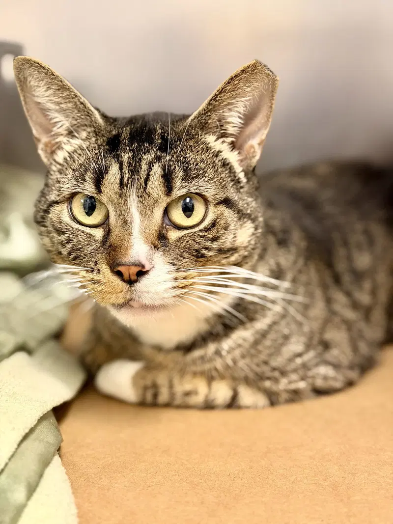 Bigby, an adult male cat up for adoption