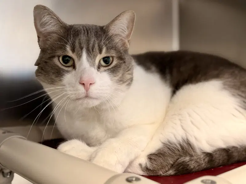 Jake, an adult male cat up for adoption