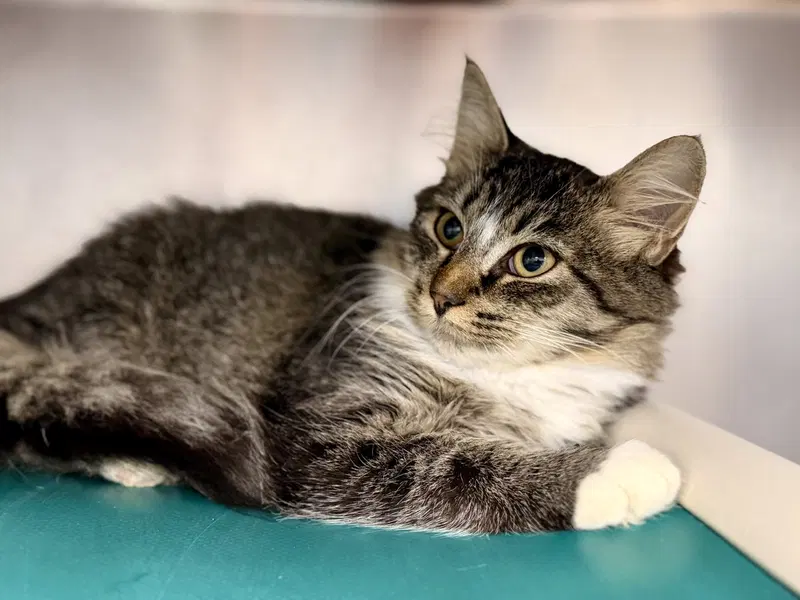 Anette, a young female cat up for adoption
