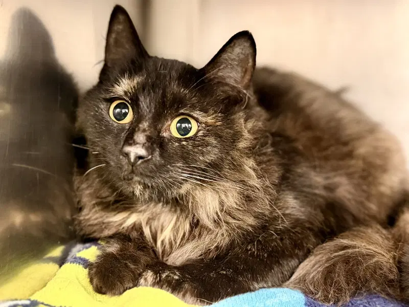 Angel, a young female cat up for adoption