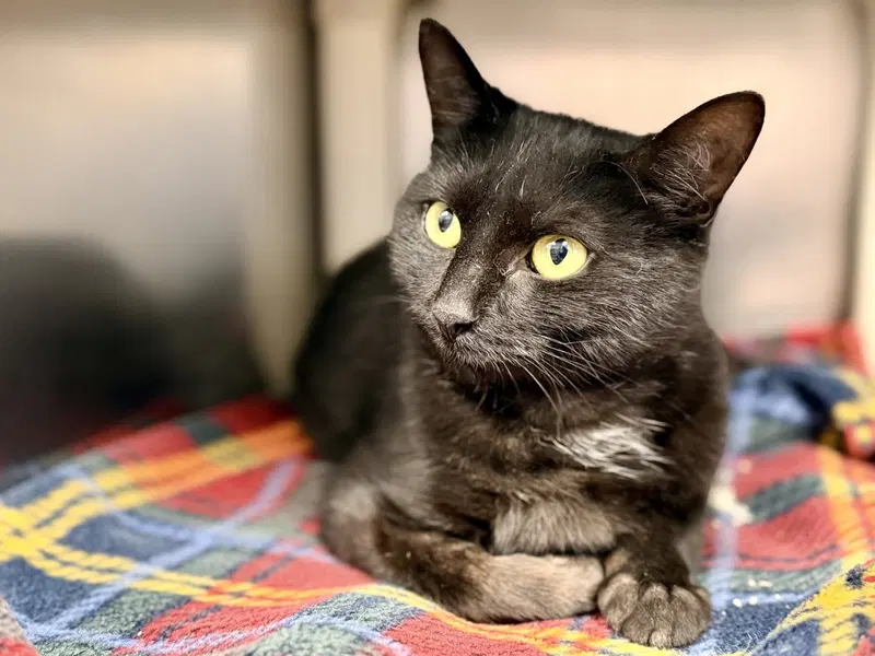 Hannah, an adult female cat up for adoption
