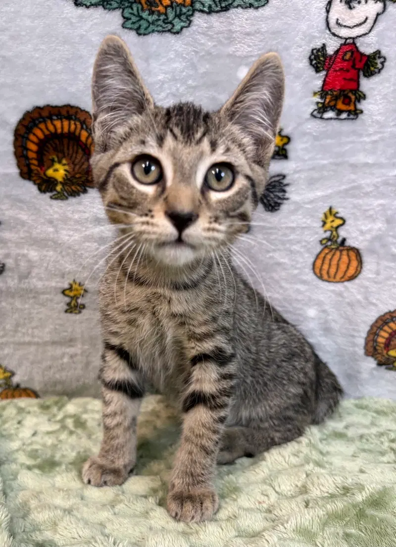 Otis, a male kitten up for adoption