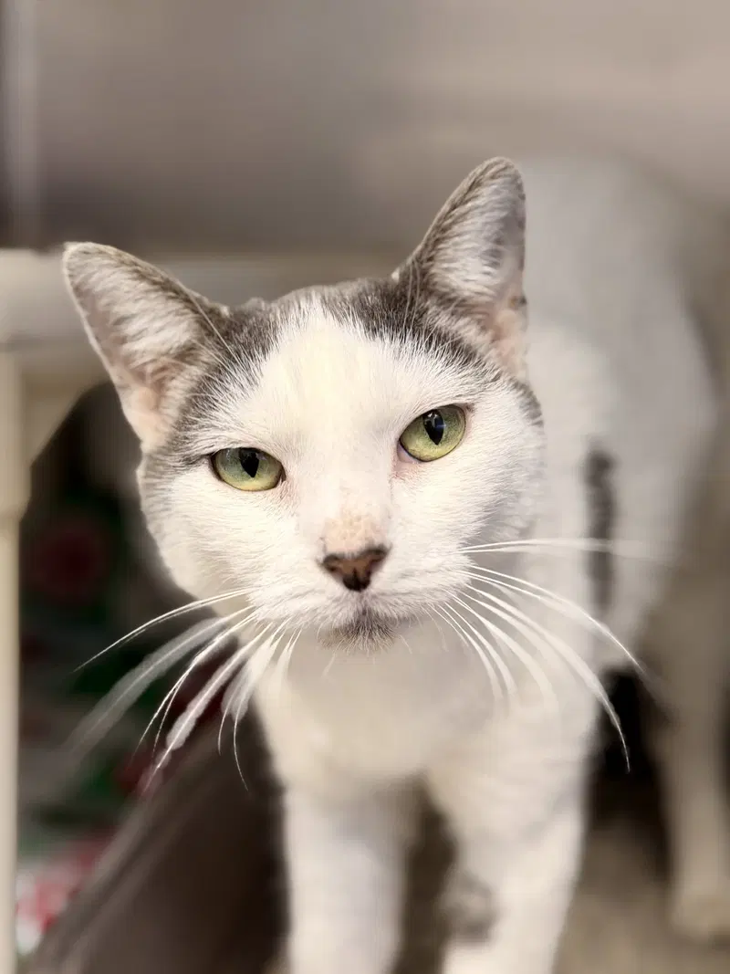 Espresso, an adult female cat up for adoption