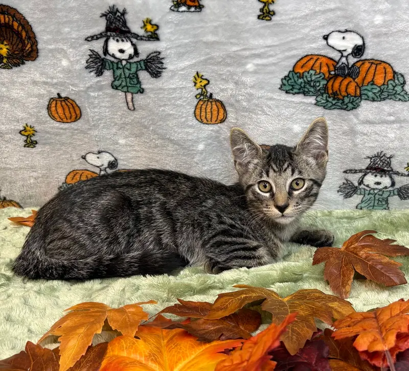Oswald, a male kitten up for adoption