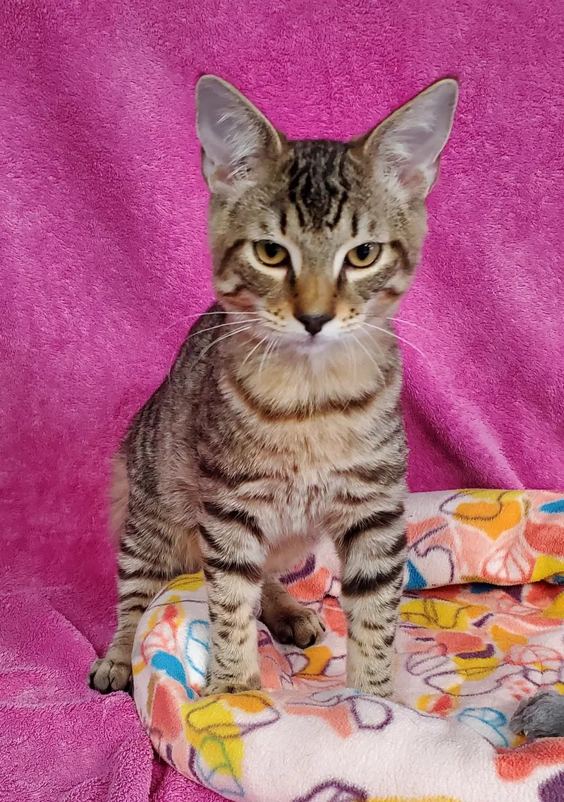 Brody, a young male cat up for adoption