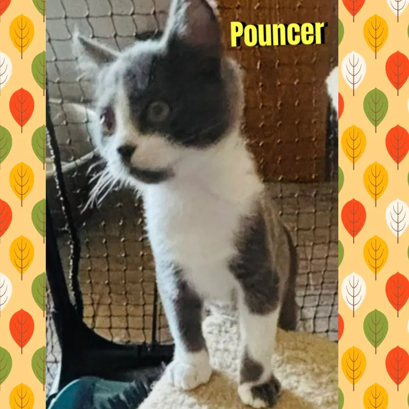 Pouncer, photo 2