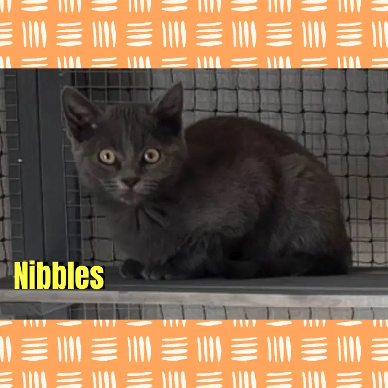 Nibbles, a female kitten up for adoption