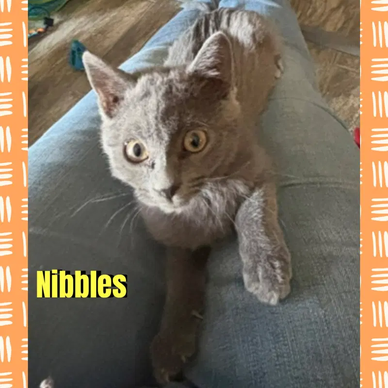 Nibbles, photo 2