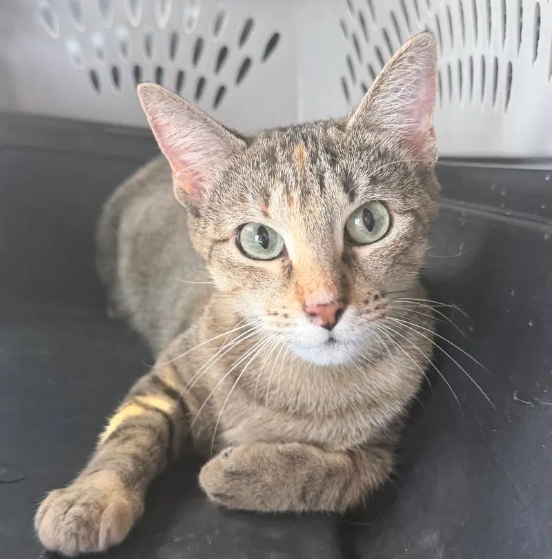 Abigail, an adult female Tabby cat up for adoption