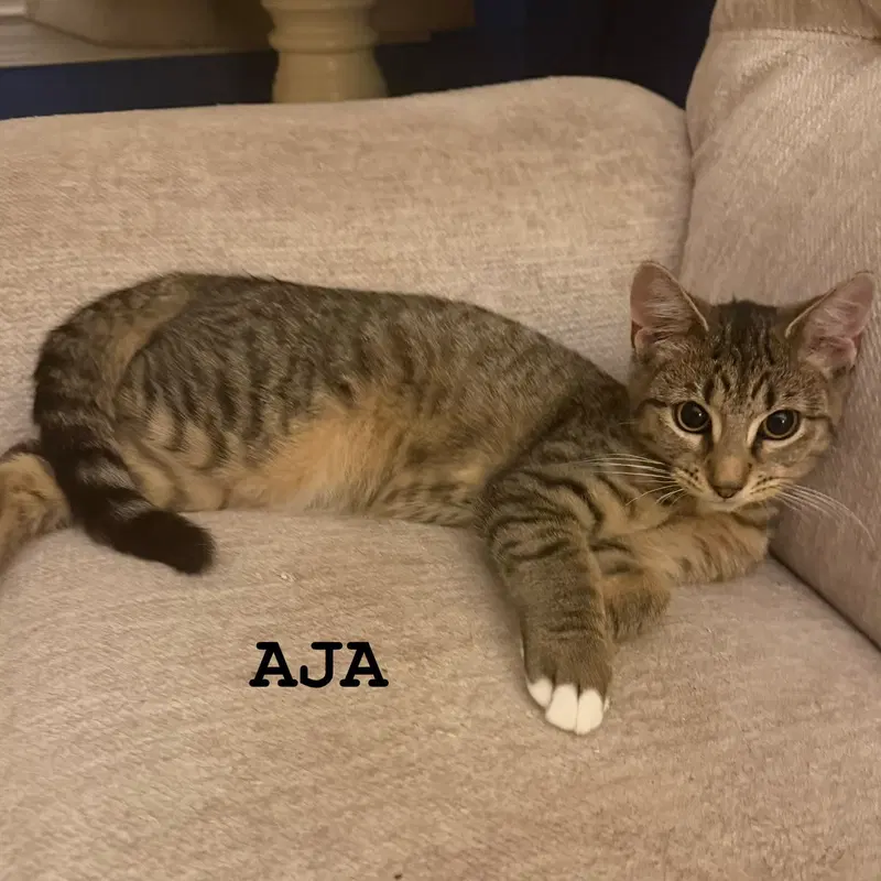 Aja, a young female cat up for adoption