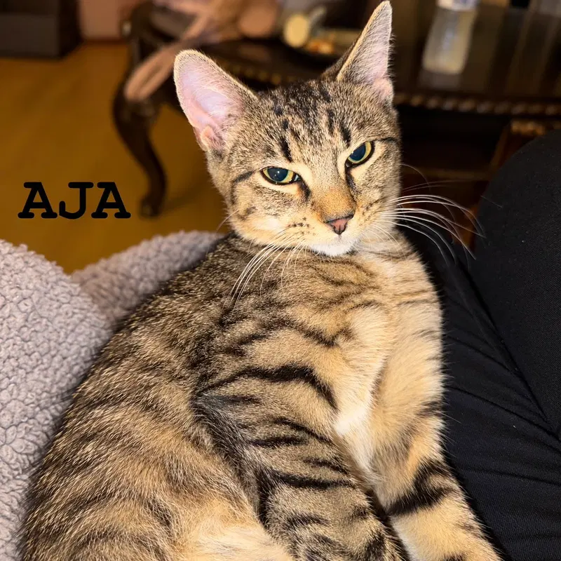 Aja, photo 2