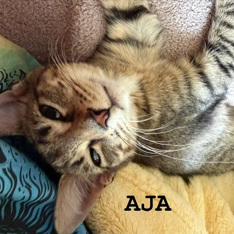 Aja, photo 3