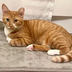 Ginger, a female cat up for adoption