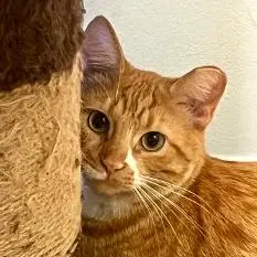 Ginger, photo 6