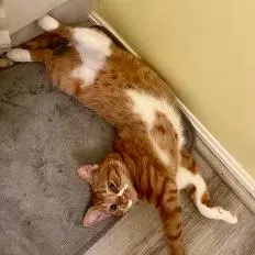 Ginger, photo 3