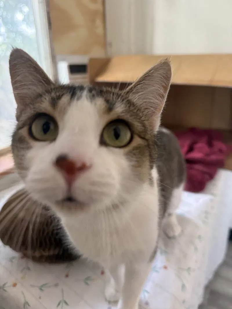 Mama Pasta, an adult female cat up for adoption