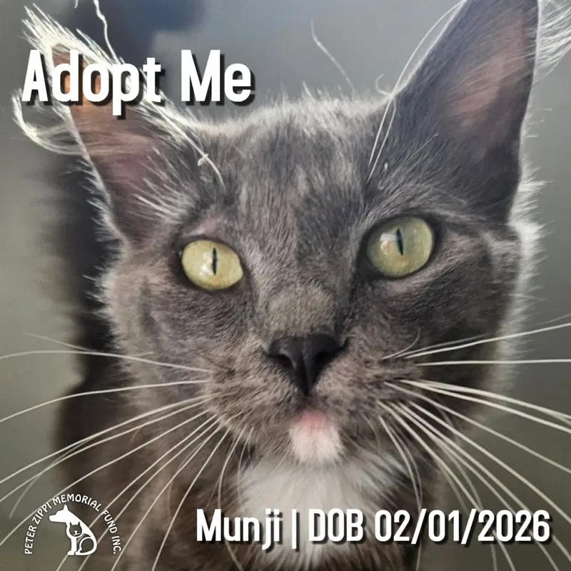 Munji, a male kitten up for adoption