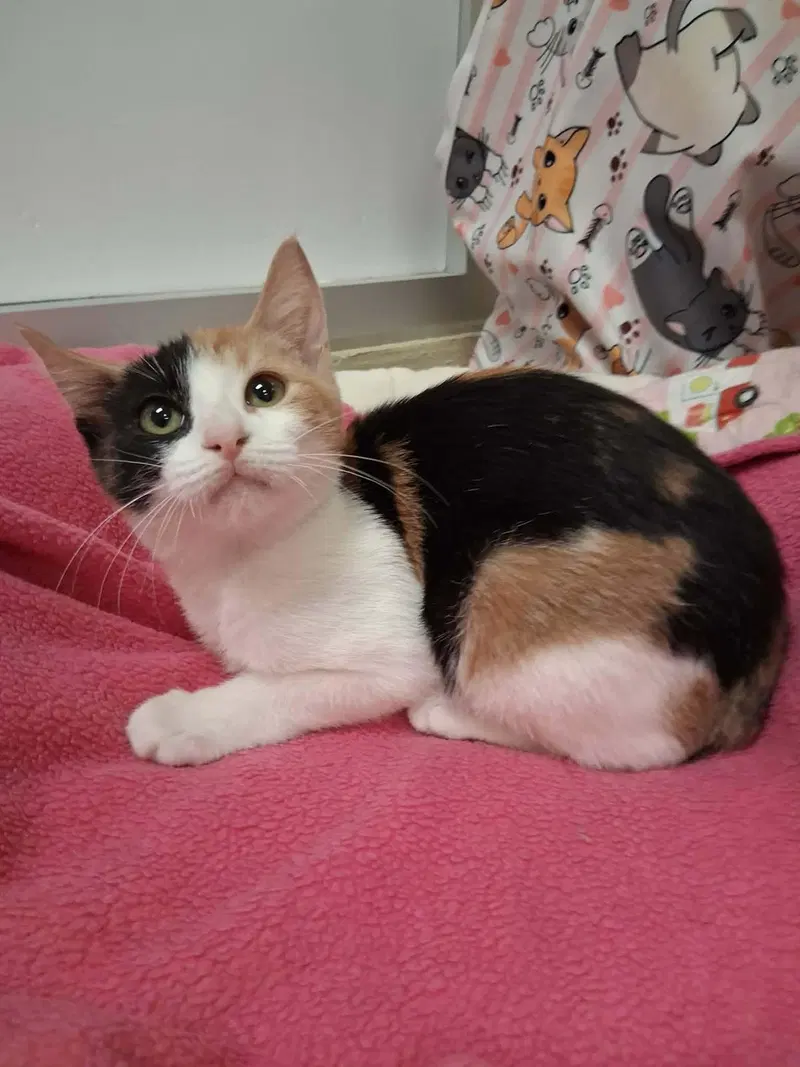 Antonella, a female Calico kitten up for adoption