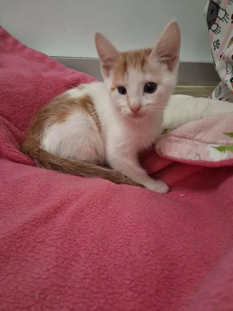 Babadook, a male Tabby kitten up for adoption