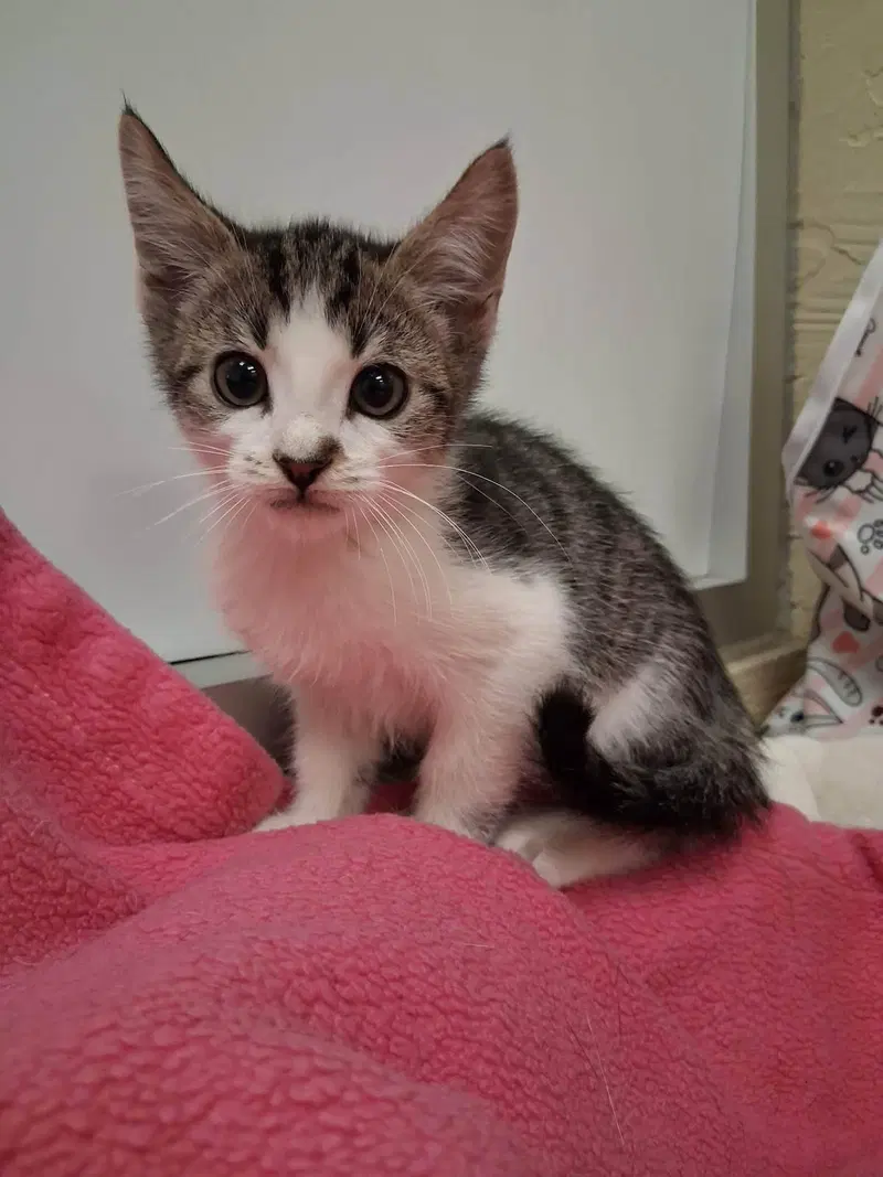 Sprite, a male Tabby kitten up for adoption