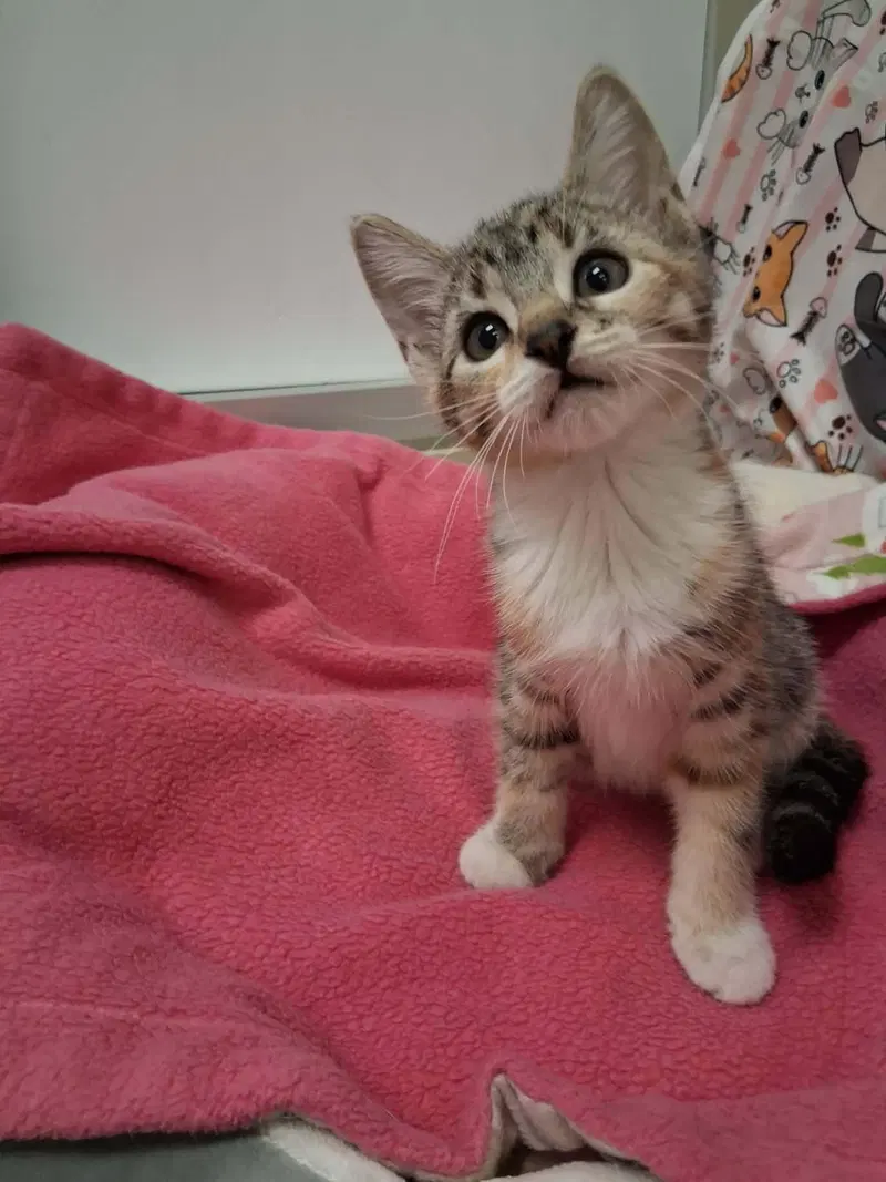 Diana, a female Torbie kitten up for adoption