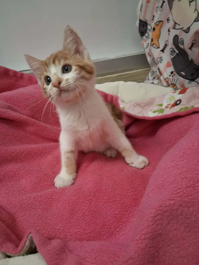 Parker, a male Tabby kitten up for adoption