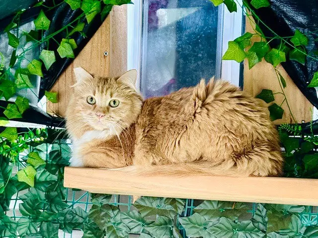 Jade, a young female cat up for adoption
