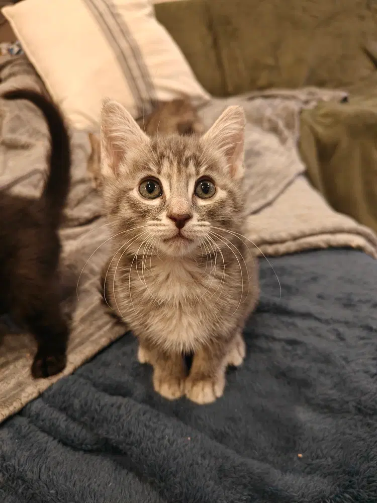 9 to 5, a female kitten up for adoption