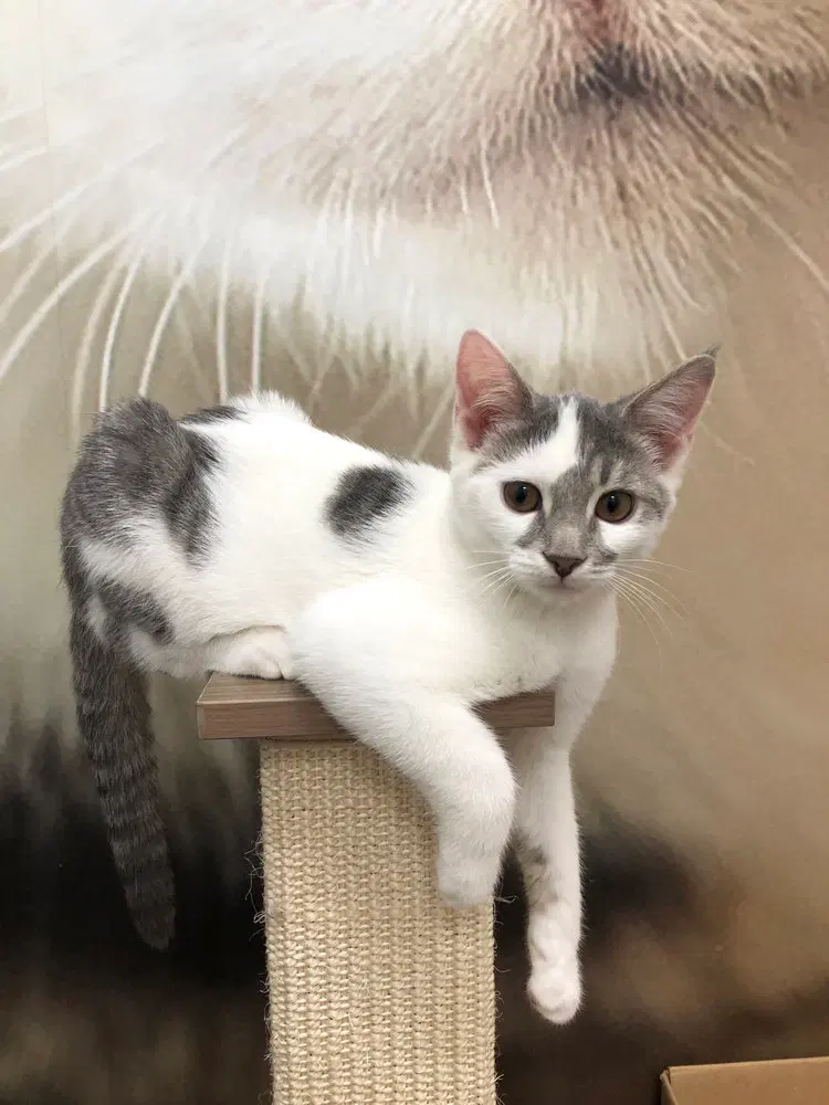 Woodstock, a male kitten up for adoption