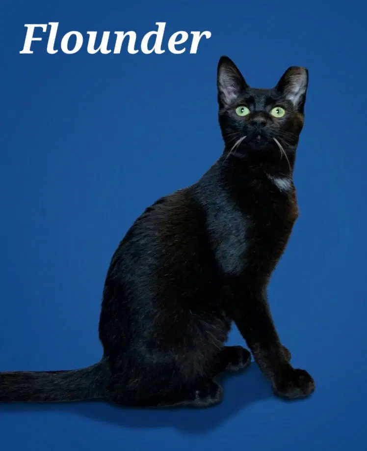 Flounder, a male kitten up for adoption