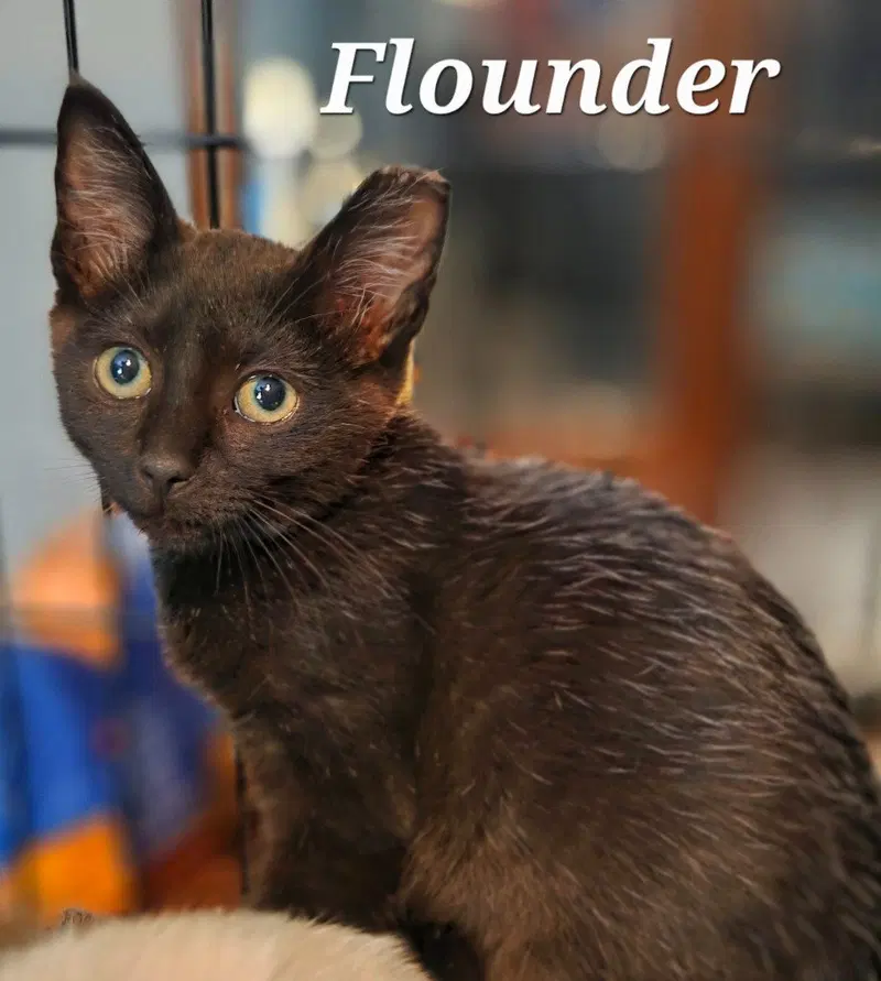 Flounder, photo 2