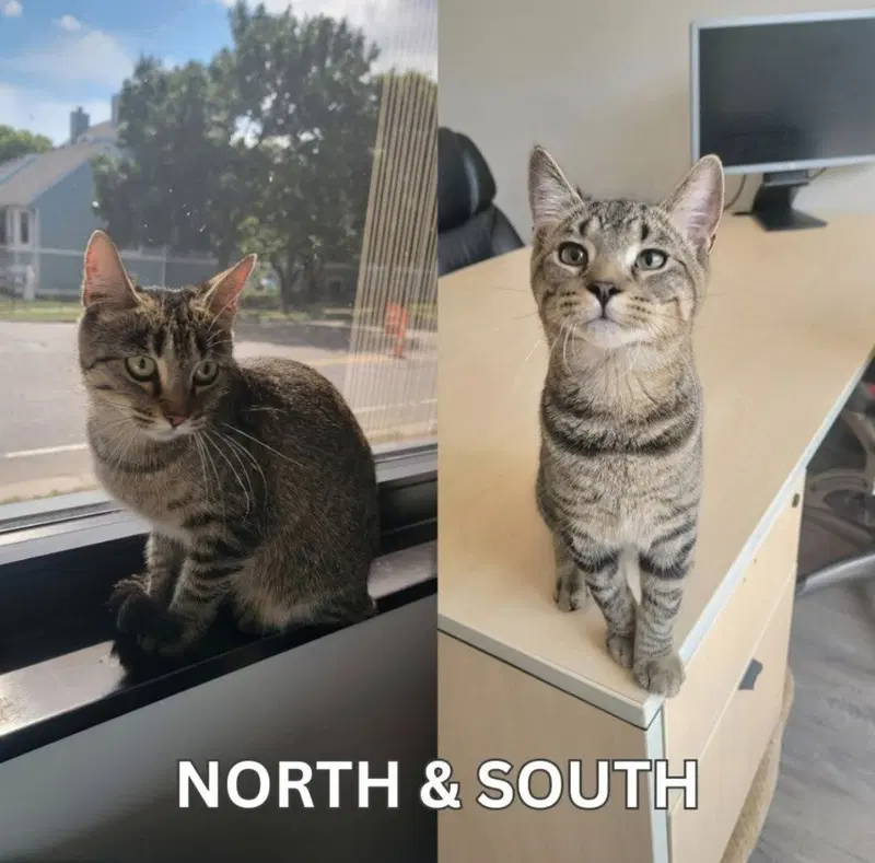 North / South, a young female cat up for adoption