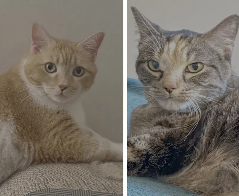 Leah / Simba, an adult female cat up for adoption