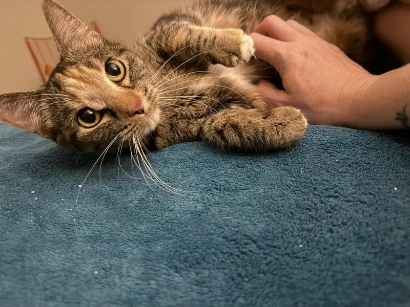 Leah / Simba, photo 2