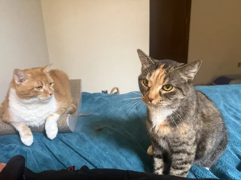 Leah / Simba, photo 3