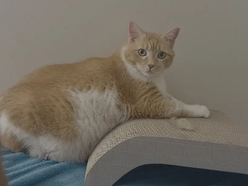 Leah / Simba, photo 4