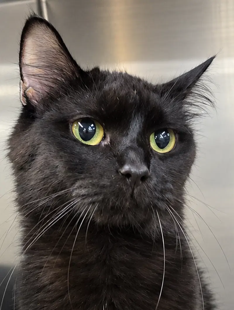 Susan at Montrose Petsmart, an adult female cat up for adoption