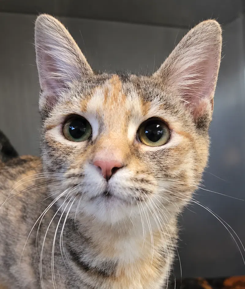 Kitten Trapeze, a young female Tabby cat up for adoption