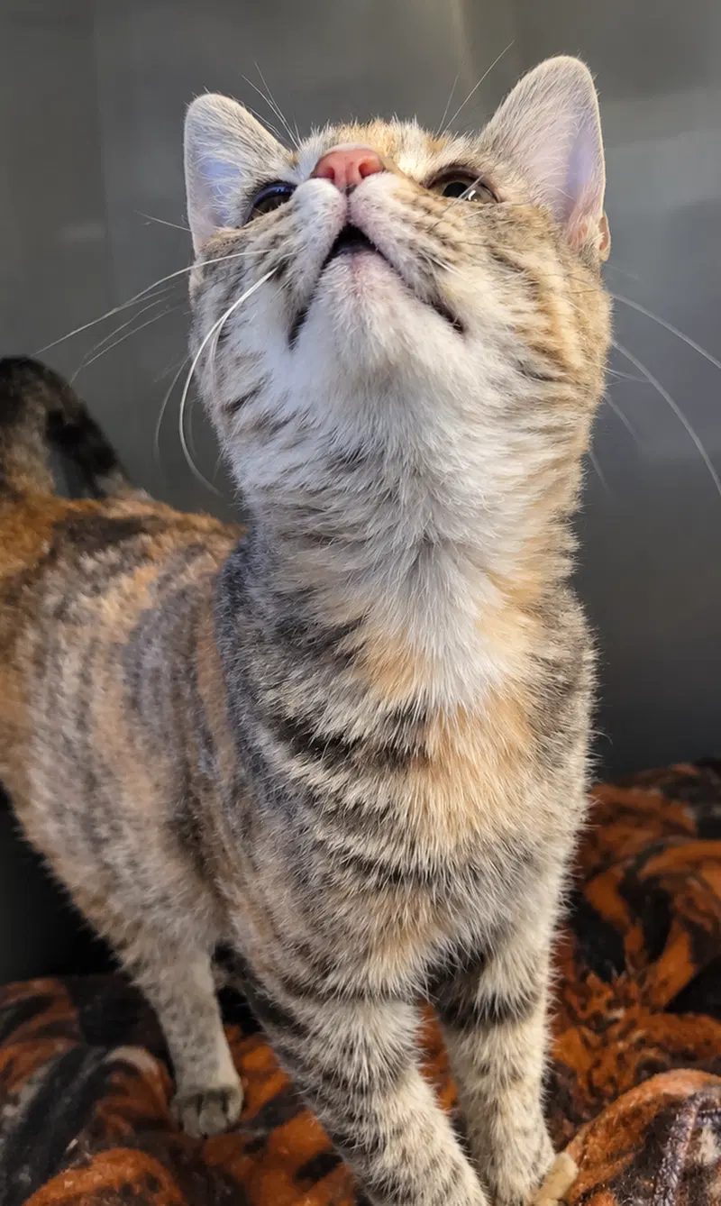 Kitten Trapeze, photo 2