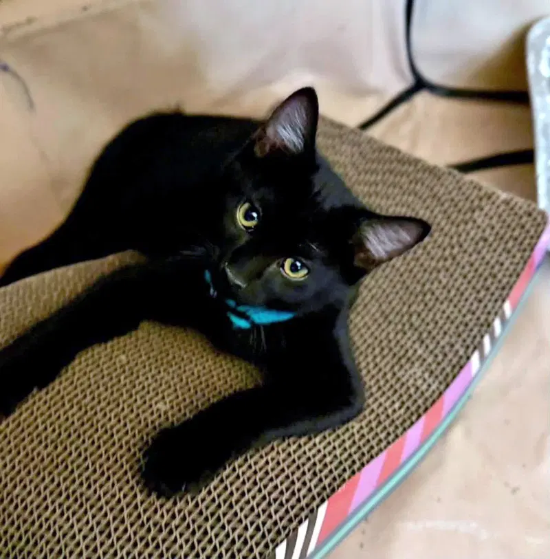 Ham, a male kitten up for adoption