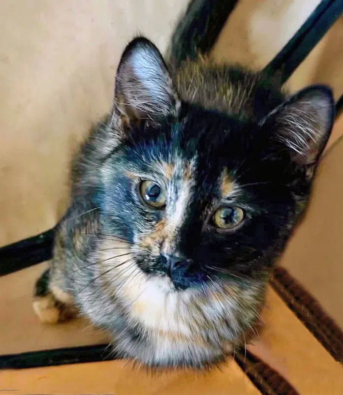 Turkey, a female kitten up for adoption